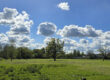 A grassy field with scattered trees under a blue sky filled with fluffy white clouds.