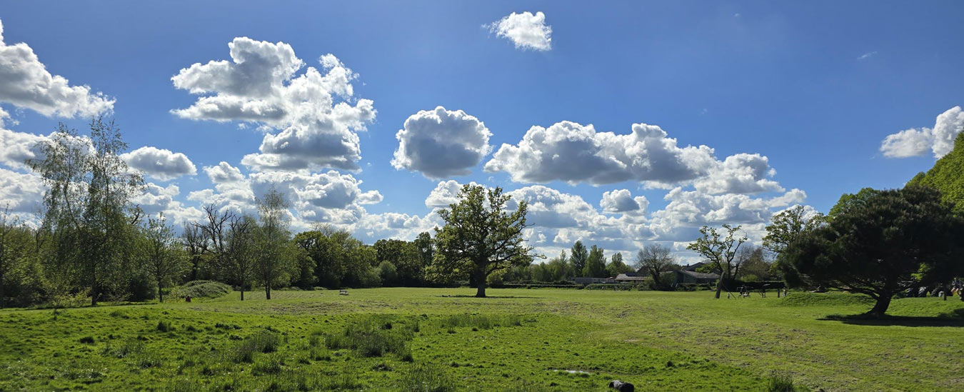 A grassy field with scattered trees under a blue sky filled with fluffy white clouds.